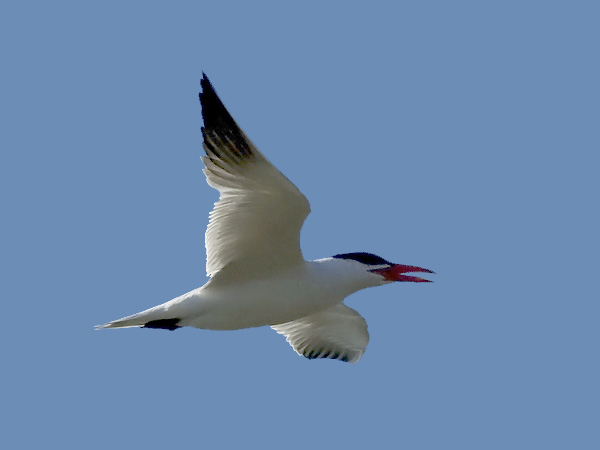 Räyskä, Caspian Tern, Hydroprogne caspia